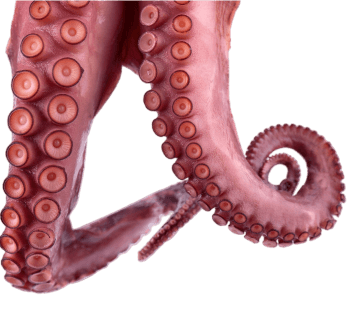 Pulpo