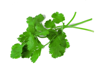 Cilantro